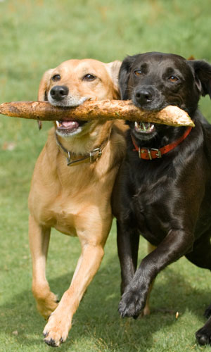 Entre animaux